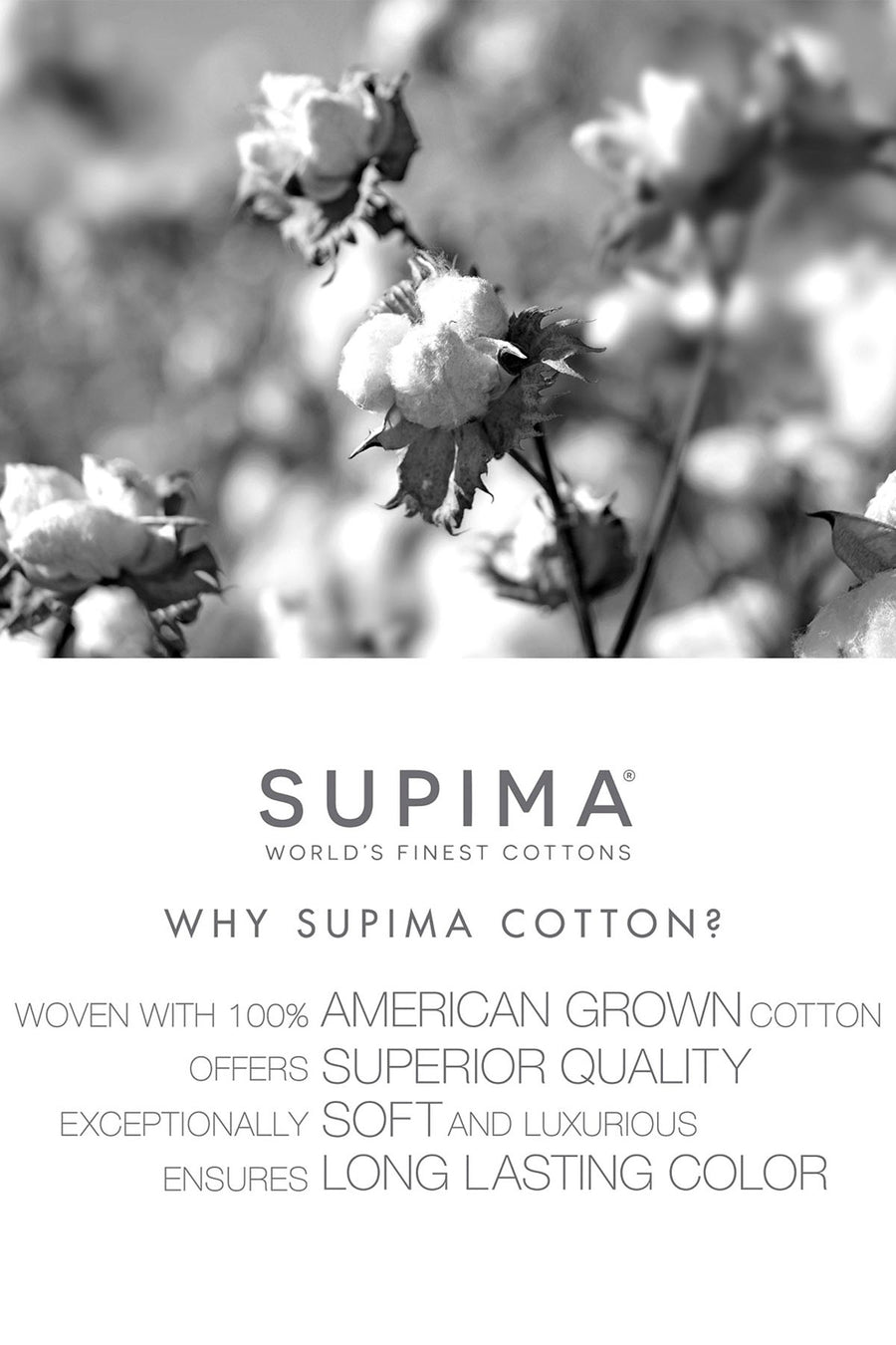Charter Club Supima Cotton Hipster in Wisteria